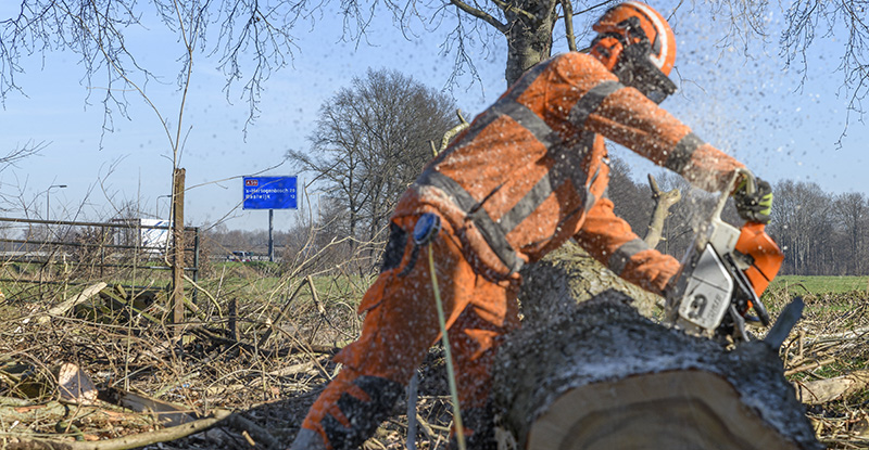 Een man in oranje veiligheidskleding zaagt een boom doormidden