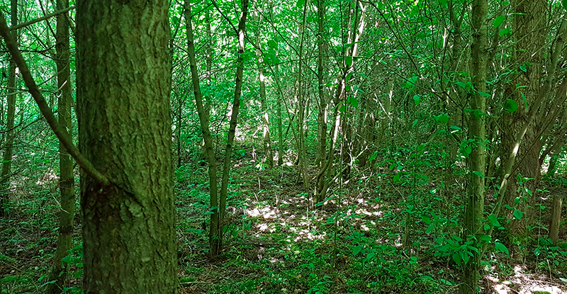 Het bosje in het klaverblad in knooppunt Everdingen: een ongerept stukje natuur