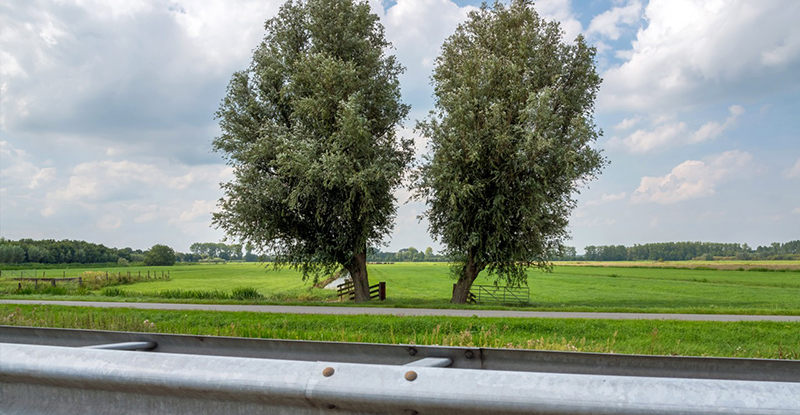 Twee bomen langs de snelweg gezien vanuit de vangrail